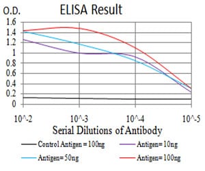 Mouse Monoclonal Antibody to FOXP2