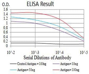 Mouse Monoclonal Antibody to TFAP2B