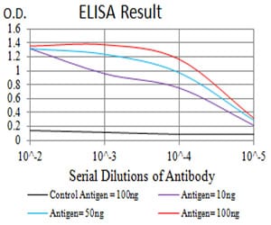 Mouse Monoclonal Antibody to GRIN2B