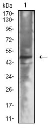 Mouse Monoclonal Antibody to Neurod