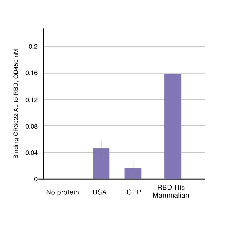 Mouse Monoclonal Antibody to SARS-CoV-2