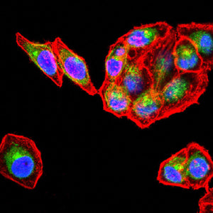 Mouse Monoclonal Antibody to CD206