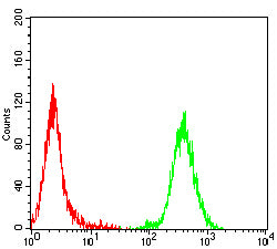 Mouse Monoclonal Antibody to CD206