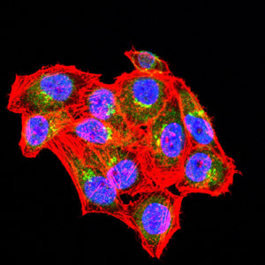 Mouse Monoclonal Antibody to ABCA1