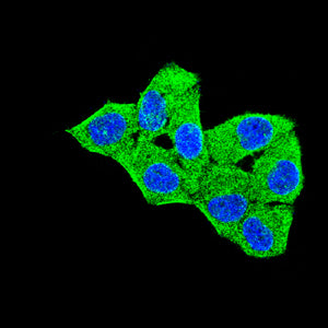 Mouse Monoclonal Antibody to TLR10