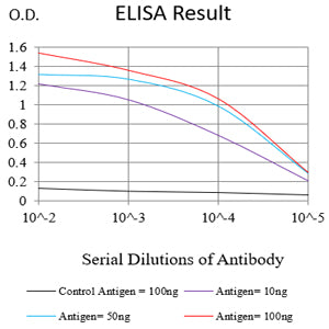 Mouse Monoclonal Antibody to P4HB