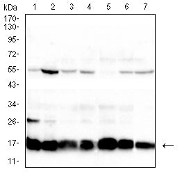 Mouse Monoclonal Antibody to H2AFX