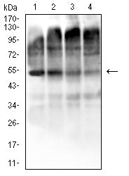 Mouse Monoclonal Antibody to EI2BG