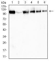 Mouse Monoclonal Antibody to USP11