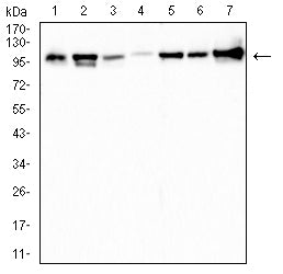 Mouse Monoclonal Antibody to TOP1