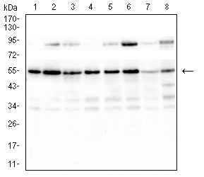 Mouse Monoclonal Antibody to RAD23B