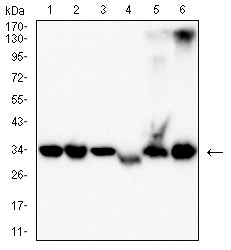 HOTMouse Monoclonal Antibody to PDXK