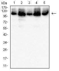 Mouse Monoclonal Antibody to MCM3