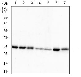 Mouse Monoclonal Antibody to RFA2