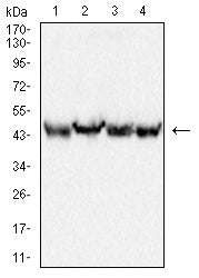 Mouse Monoclonal Antibody to PLIN3