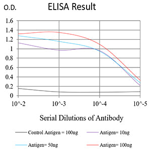 Mouse Monoclonal Antibody to MRE11