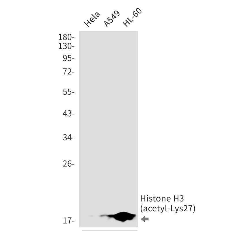 Rabbit Monoclonal Antibody to Acetyl-Histone H3 (Lys27)
