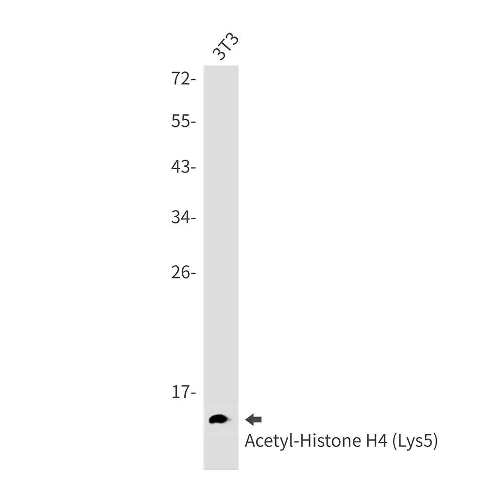 Rabbit Monoclonal Antibody to Acetyl-Histone H4 (Lys5)