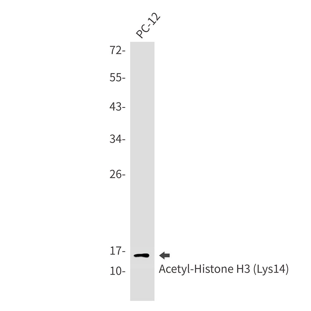 Rabbit Monoclonal Antibody to Acetyl-Histone H3 (Lys14)