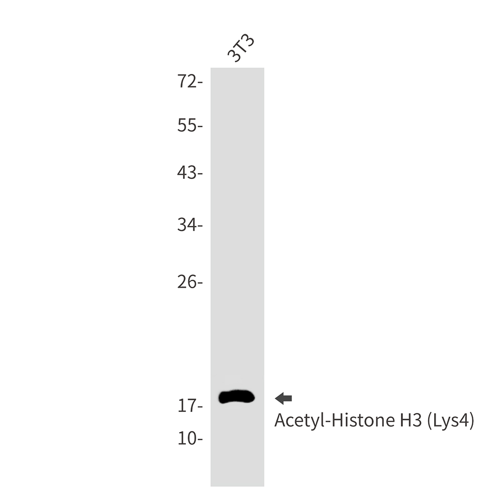Rabbit Monoclonal Antibody to Acetyl-Histone H3 (Lys4)