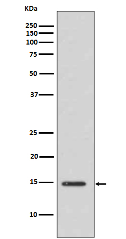 Rabbit Polyclonal Antibody to Acetyl-Histone H3 (Lys14)