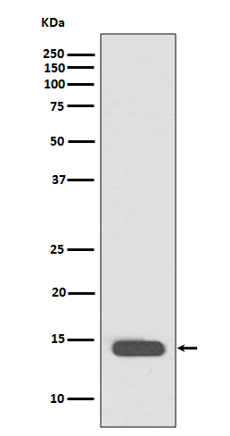 Rabbit Polyclonal Antibody to Acetyl-Histone H2B (Lys20)