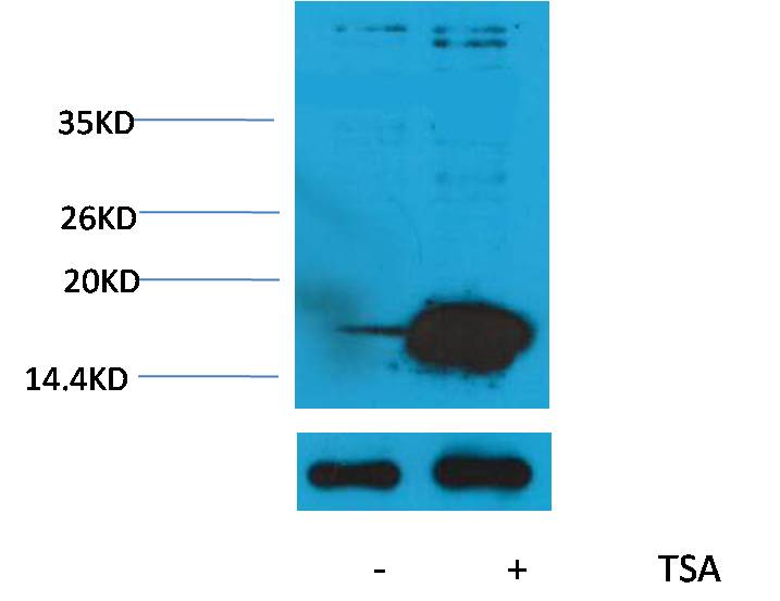 Rabbit Polyclonal Antibody to Acetyl-Histone H3 (Lys9)