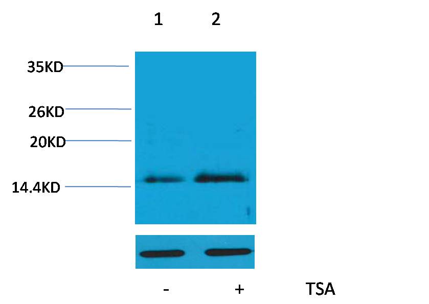 Rabbit Polyclonal Antibody to Acetyl-Histone H4 (Lys16)