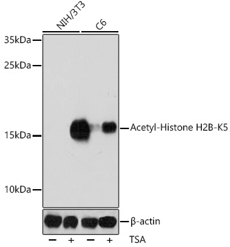Rabbit Polyclonal Antibody to Acetyl-Histone H2B (Lys5)