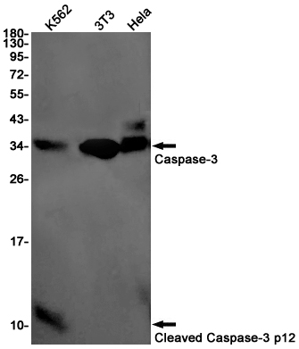 Rabbit Monoclonal Antibody to Cleaved-Caspase 3 p12
