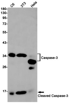 Rabbit Monoclonal Antibody to Cleaved-Caspase 3 p17