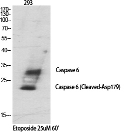 Rabbit Polyclonal Antibody to Cleaved-Caspase 6 p18