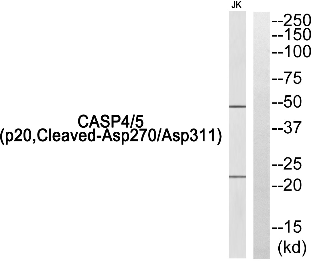 Rabbit Polyclonal Antibody to Cleaved-Caspase 4/5 p20