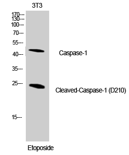 Rabbit Polyclonal Antibody to Cleaved-Caspase 1