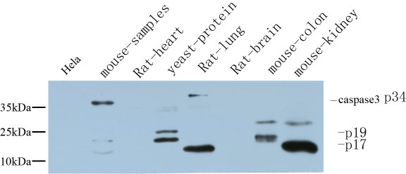Rabbit Polyclonal Antibody to Cleaved-Caspase 3 p17