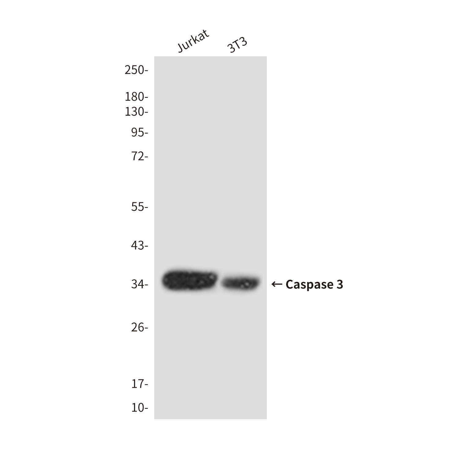 Rabbit Polyclonal Antibody to Cleaved-Caspase 3 p17