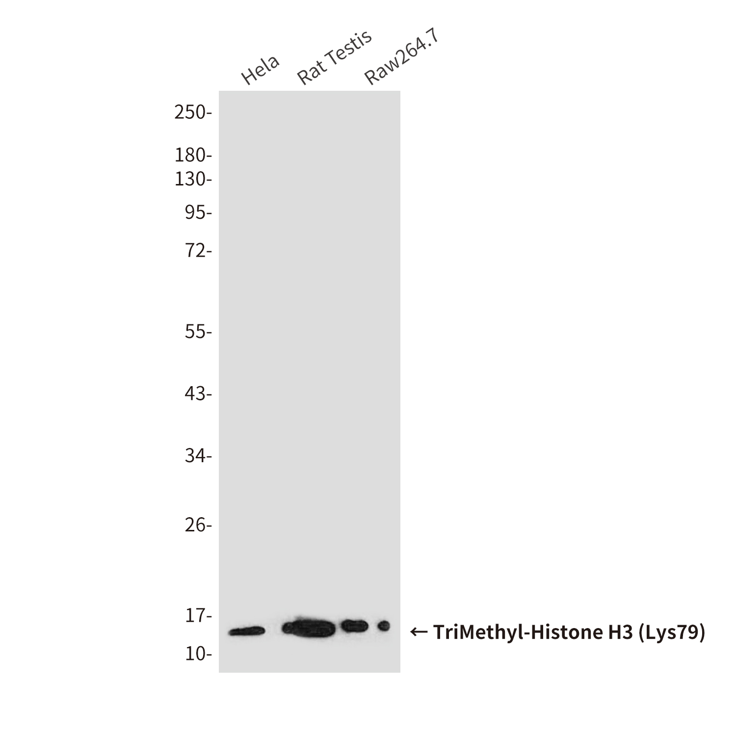 Mouse Monoclonal Antibody to TriMethyl-Histone H3 (Lys79)