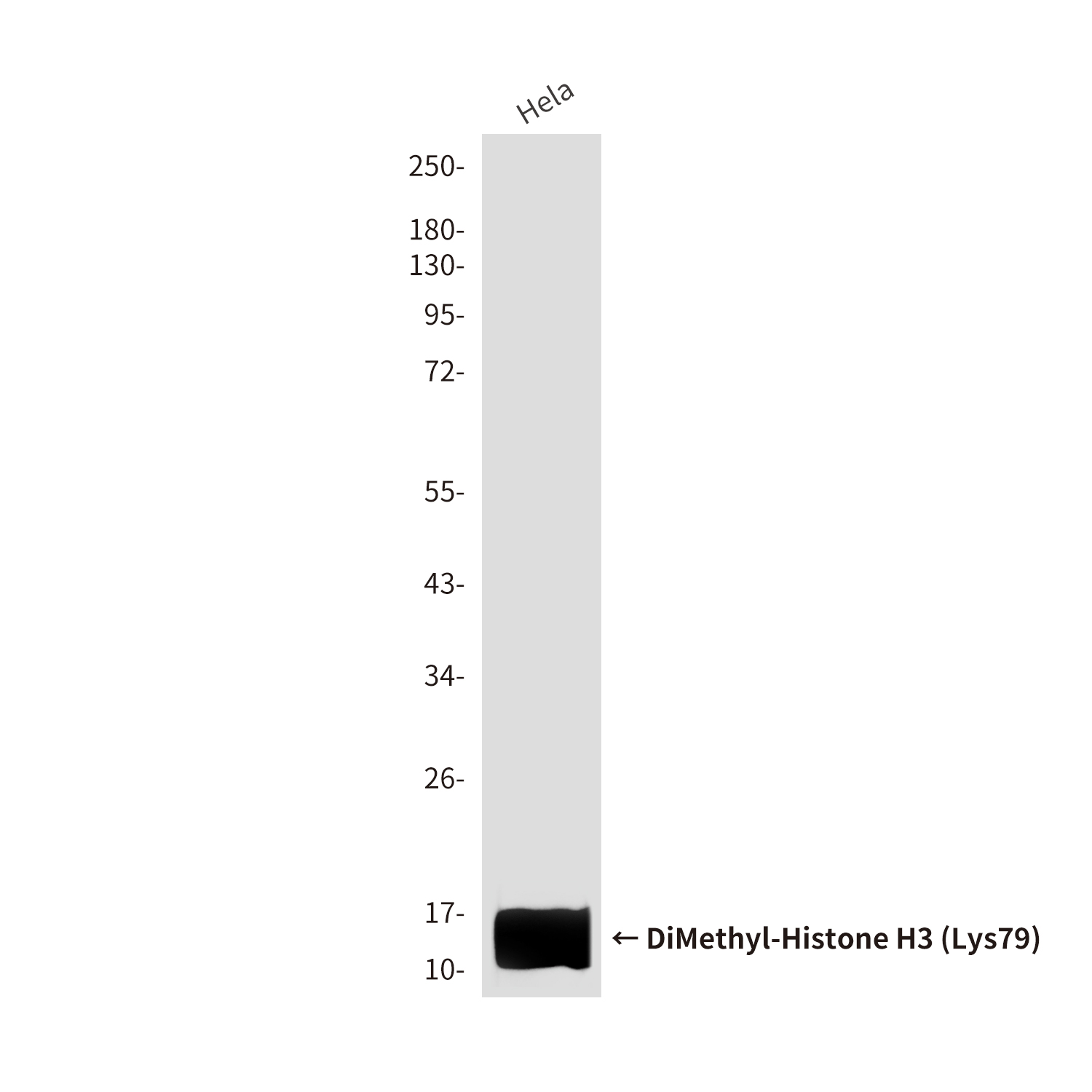 Mouse Monoclonal Antibody to DiMethyl-Histone H3 (Lys79)