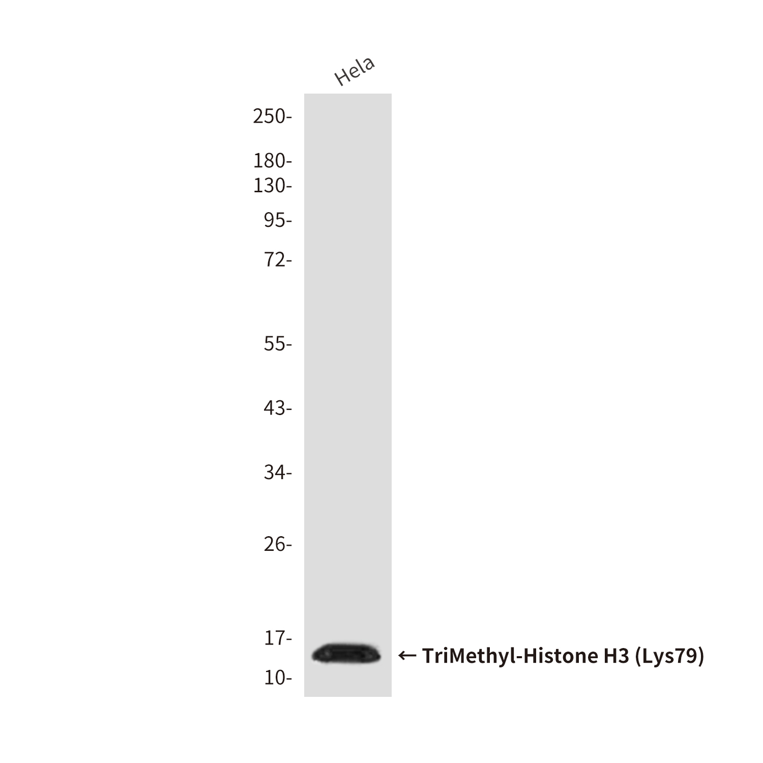 Mouse Monoclonal Antibody to TriMethyl-Histone H3 (Lys79)
