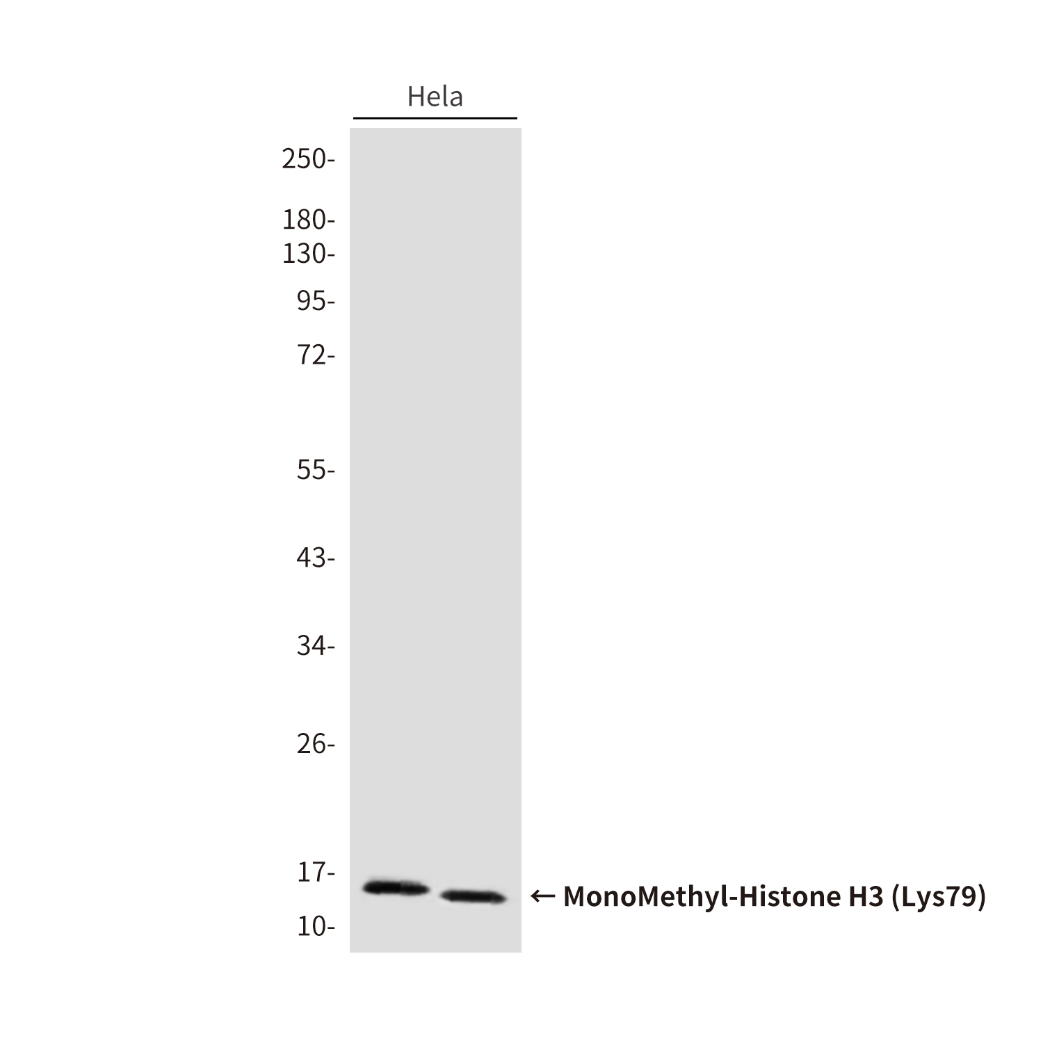 Mouse Monoclonal Antibody to MonoMethyl-Histone H3 (Lys79)