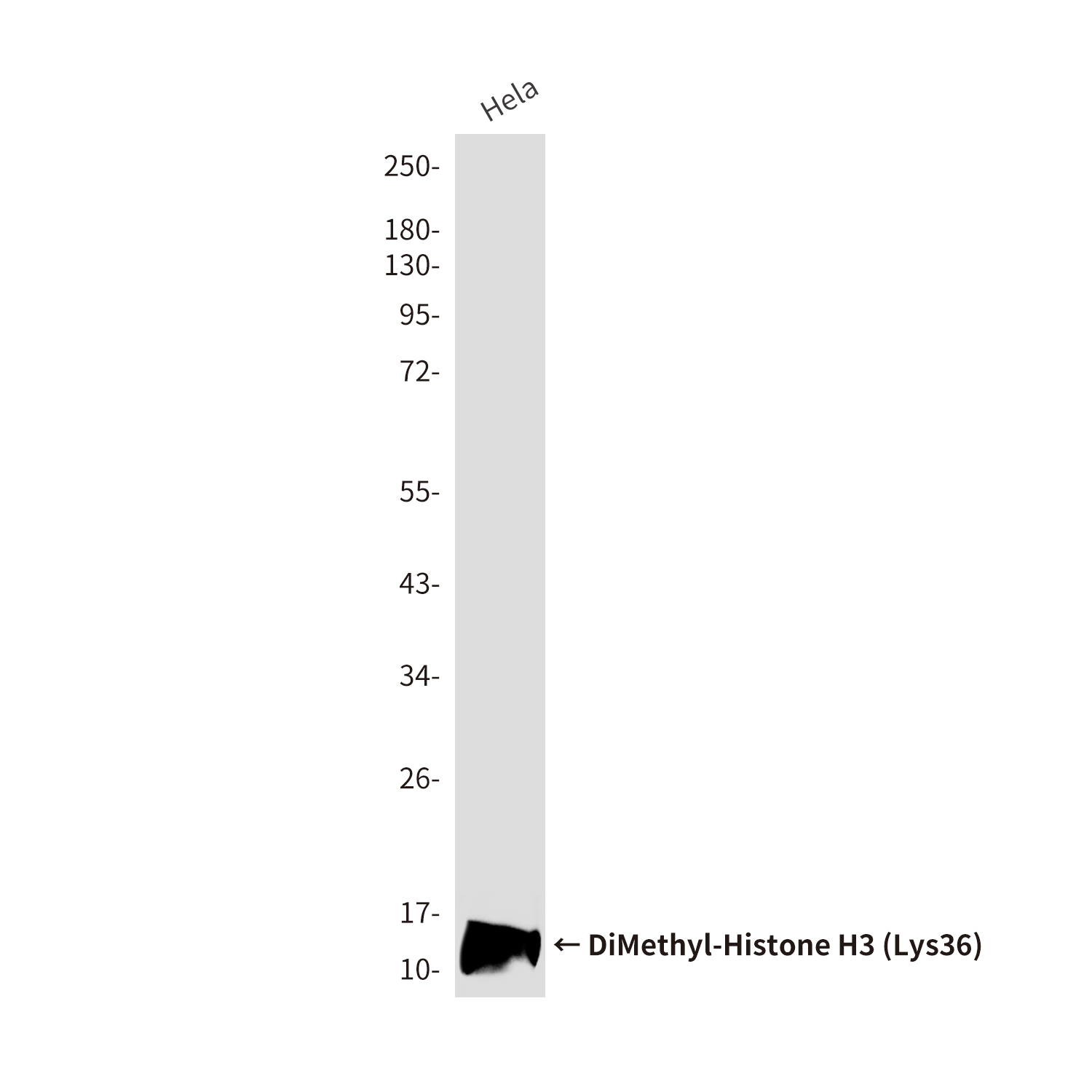 Mouse Monoclonal Antibody to DiMethyl-Histone H3 (Lys36)