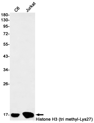 Rabbit Monoclonal Antibody to TriMethyl-Histone H3 (Lys27)