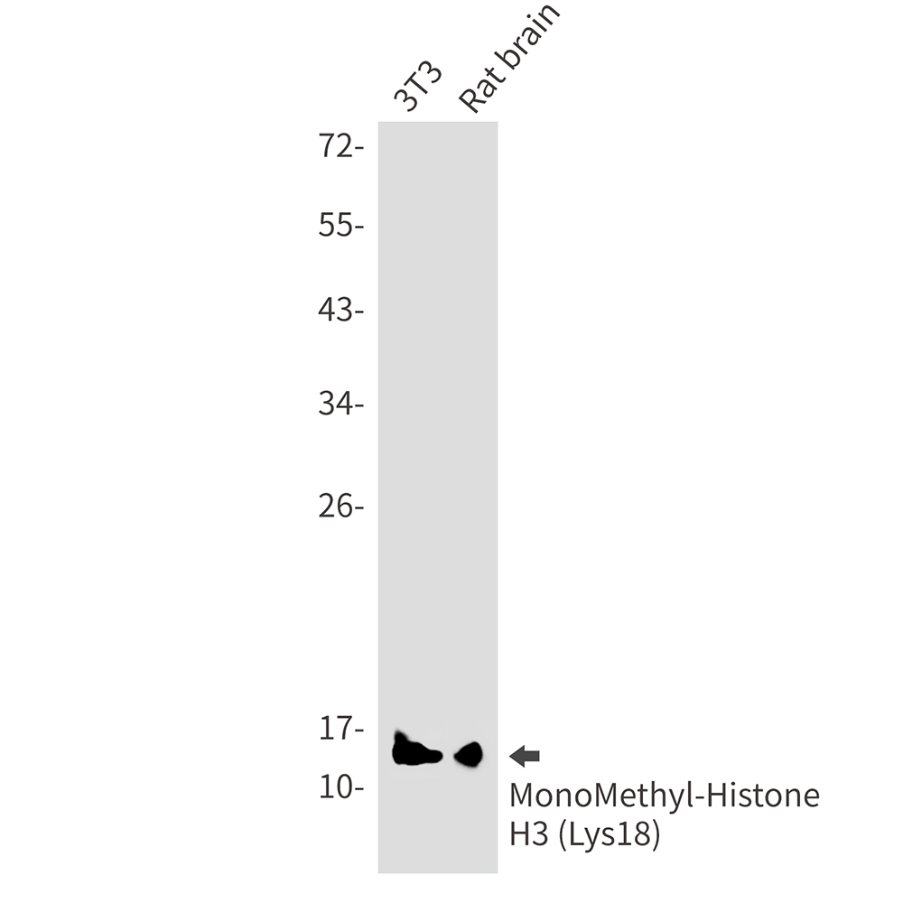 Rabbit Monoclonal Antibody to MonoMethyl-Histone H3 (Lys18)