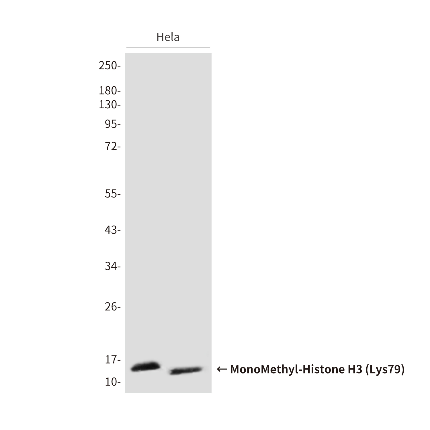 Mouse Monoclonal Antibody to MonoMethyl-Histone H3 (Lys79)