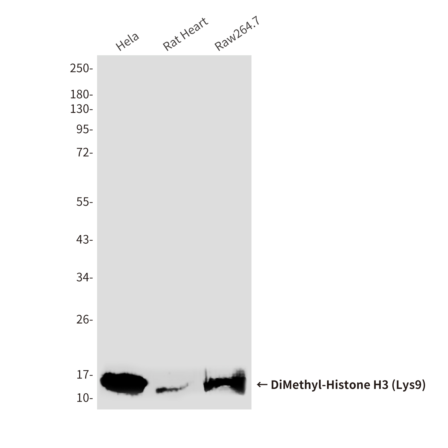 Mouse Monoclonal Antibody to DiMethyl-Histone H3 (Lys9)