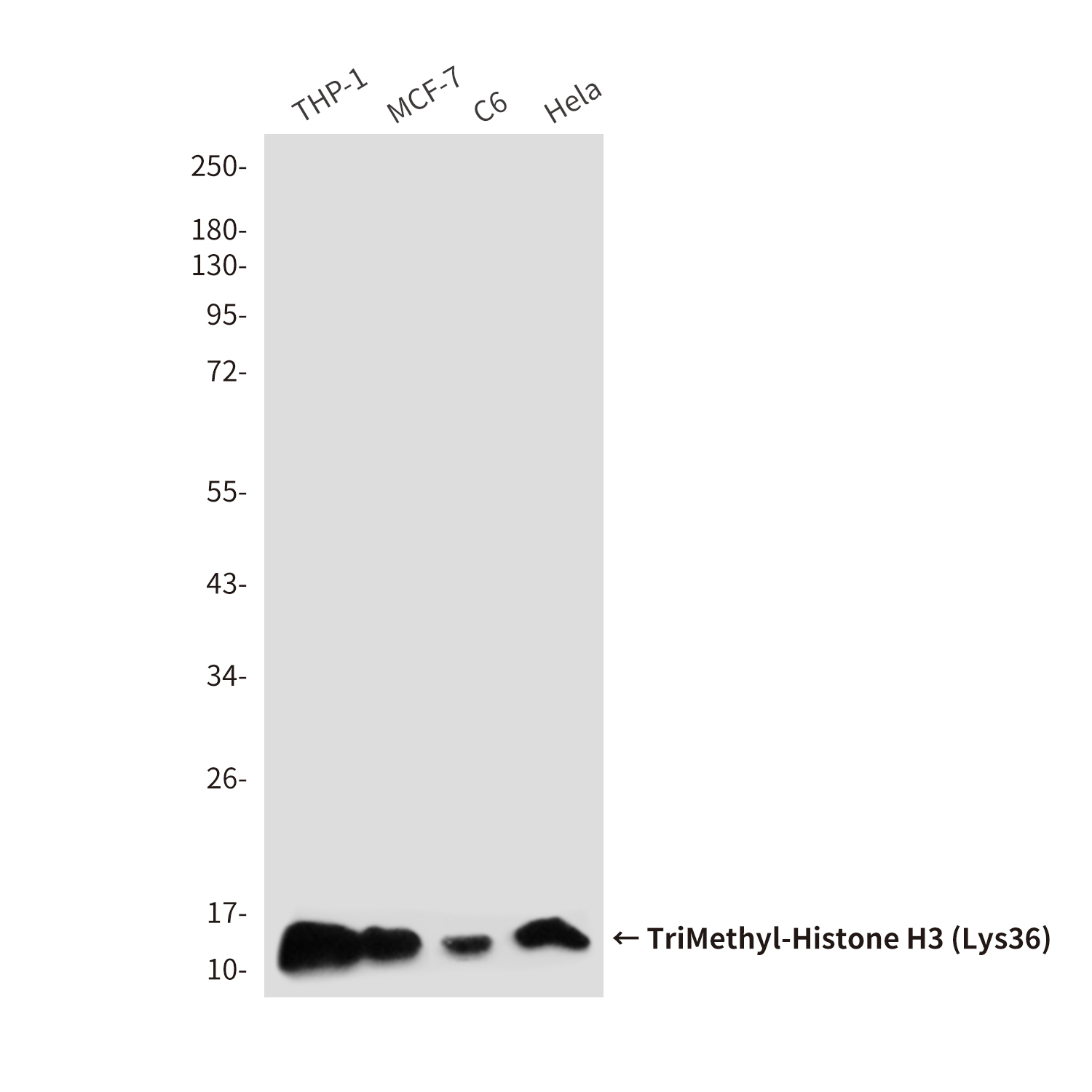Mouse Monoclonal Antibody to TriMethyl-Histone H3 (Lys36)
