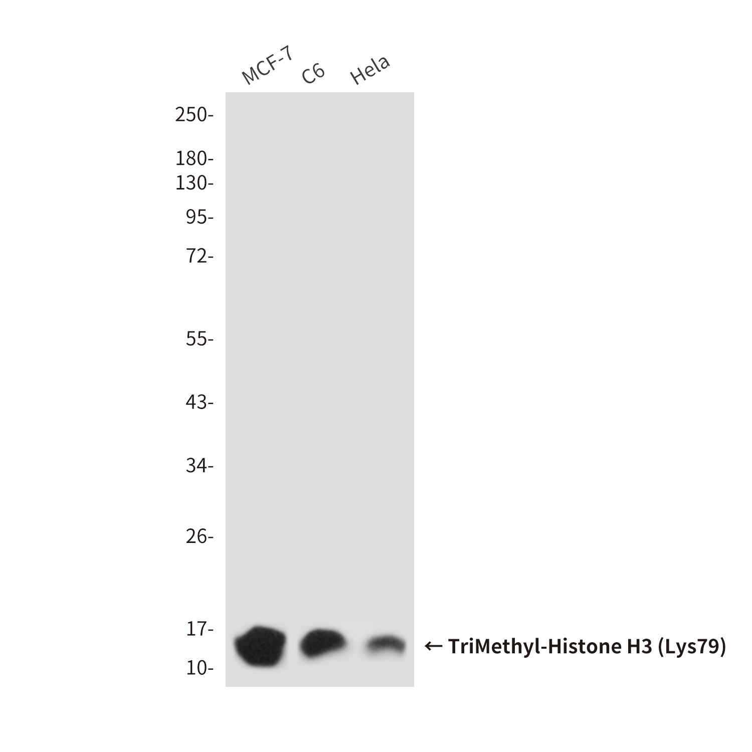 Mouse Monoclonal Antibody to TriMethyl-Histone H3 (Lys79)