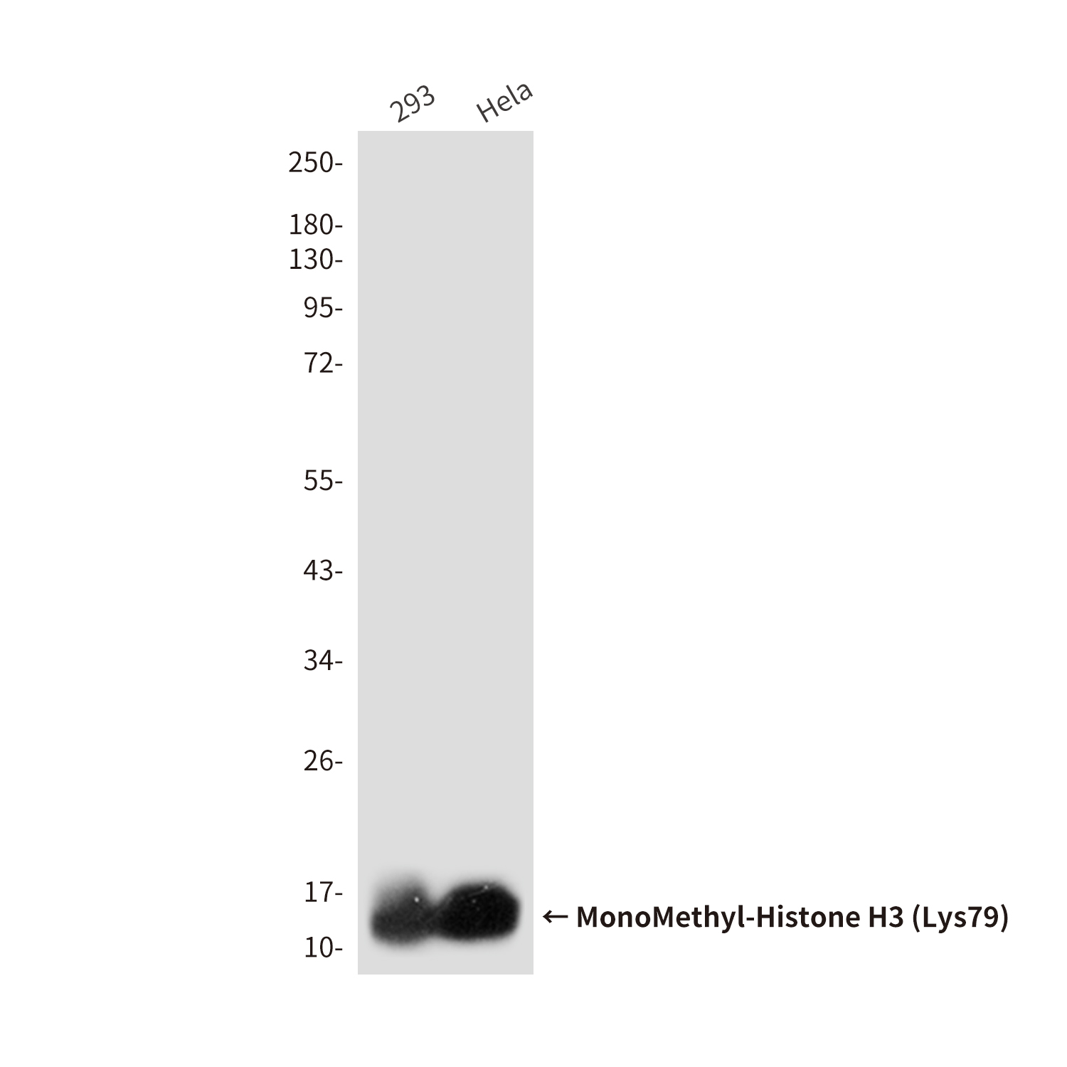 Mouse Monoclonal Antibody to MonoMethyl-Histone H3 (Lys79)