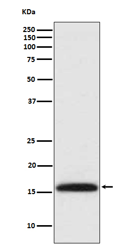 Rabbit Polyclonal Antibody to DiMethyl-Histone H3 (Lys4)