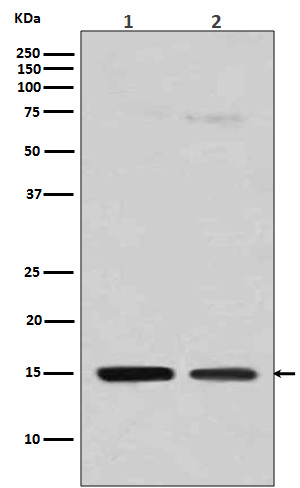 Rabbit Polyclonal Antibody to MonoMethyl-Histone H3 (Arg128)